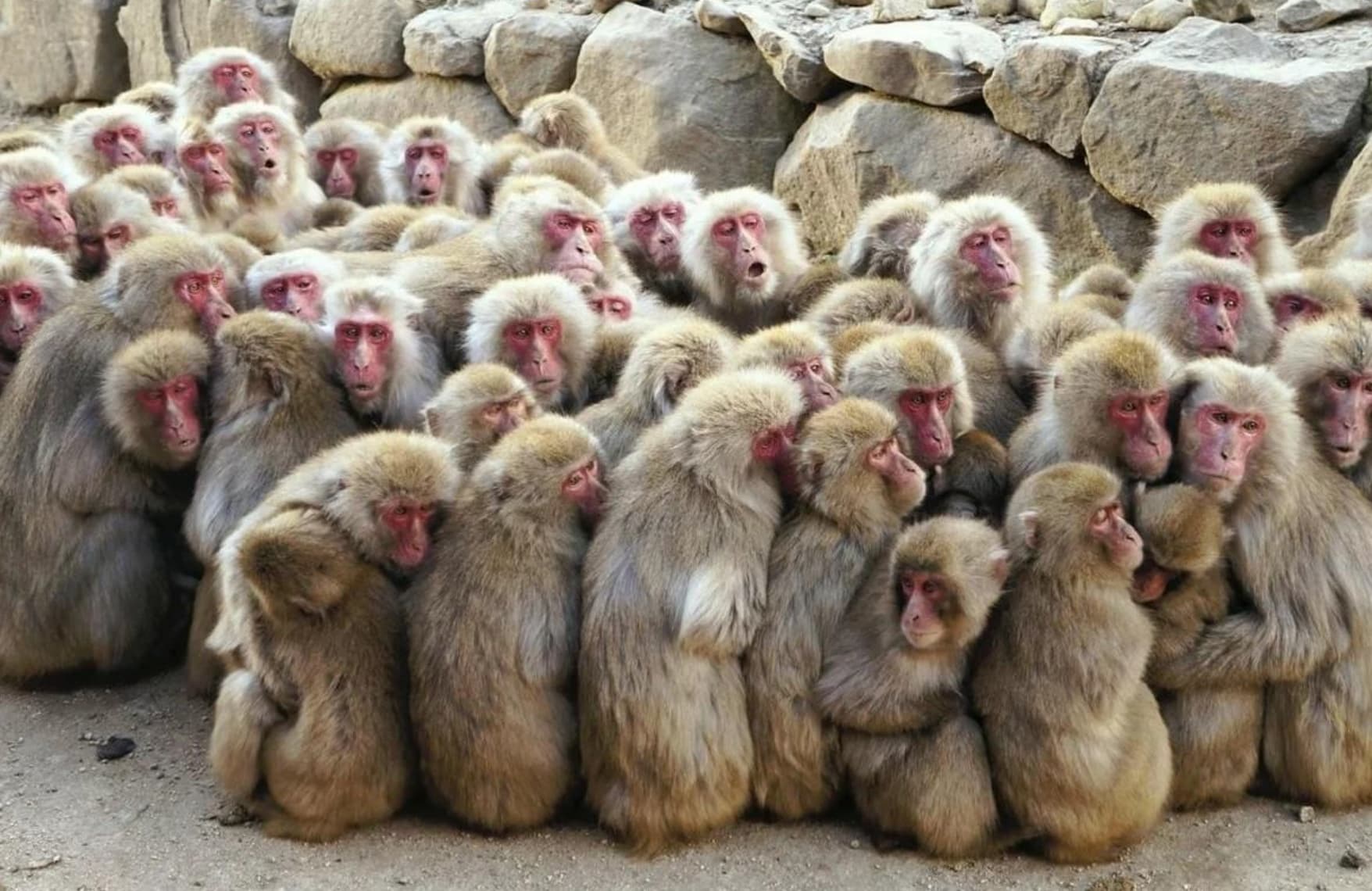 In 2020, 70 monkeys at a zoo in eastern Japan decided to make a break for it, sprinting through a hole in the fence of their enclosure. 